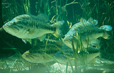 State Freshwater Fish